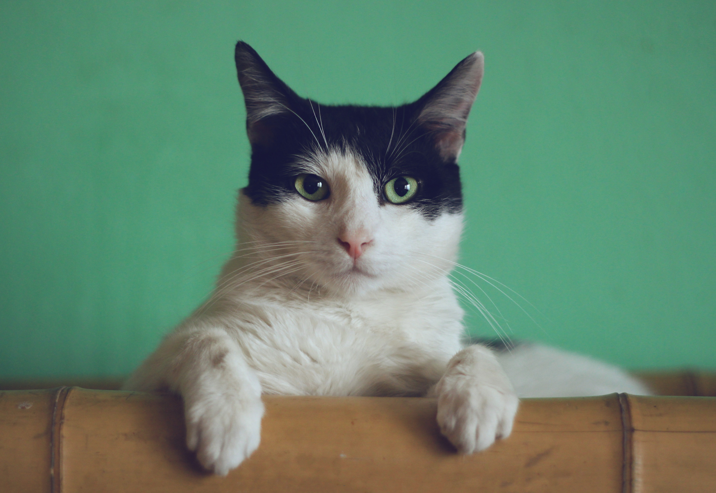 Eine Katze sitzt auf einem Holzboden.